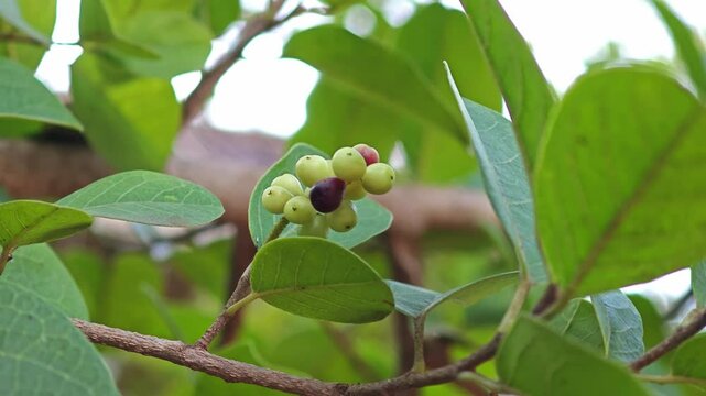 Antidesma bunius fruit.