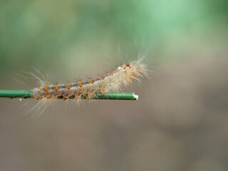 Lappet Moth. Streblote panda. Streblote panda is a hairy moth of the family Lasiocampidae. It is a...
