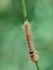 Lappet Moth. Streblote panda. Streblote panda is a hairy moth of the family Lasiocampidae. It is a...