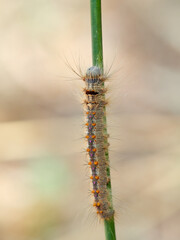 Lappet Moth. Streblote panda. Streblote panda is a hairy moth of the family Lasiocampidae. It is a potential pest of forest, floricultural and horticultural plants. 