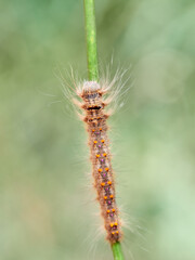 Lappet Moth. Streblote panda. Streblote panda is a hairy moth of the family Lasiocampidae. It is a...