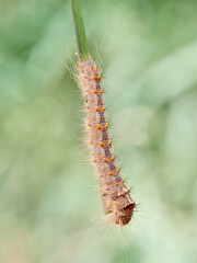 Lappet Moth. Streblote panda. Streblote panda is a hairy moth of the family Lasiocampidae. It is a potential pest of forest, floricultural and horticultural plants. 