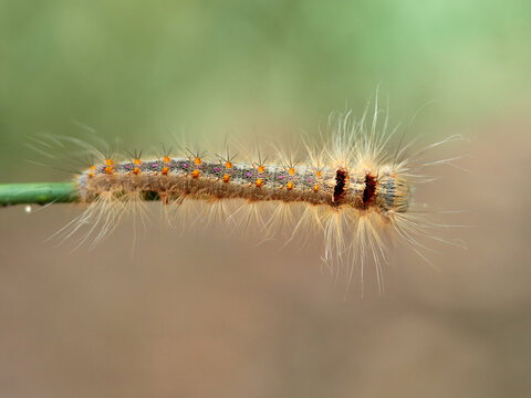 Lappet Moth. Streblote panda. Streblote panda is a hairy moth of the family Lasiocampidae. It is a potential pest of forest, floricultural and horticultural plants. 