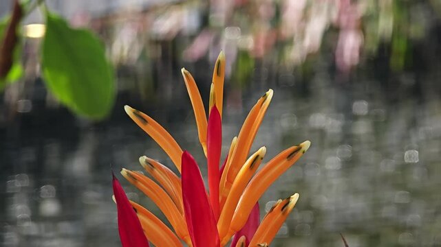 Bird of paradise flower. Branch of strelitzia.
