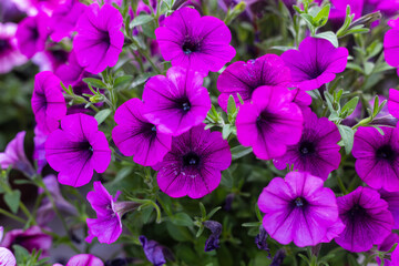 Petunia is a genus of plants belonging to the Solanaceae family.
