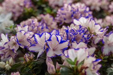 Azaleas are small shrubby plants that bloom in spring or summer in pink, golden yellow, flame red and all shades of orange or white flowers.