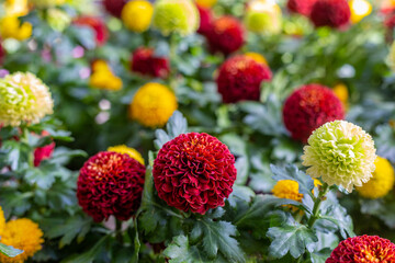 Dahlia variabilis, beautiful colorful flower, close up. Dahlia is bushy, tuberous, herbaceous perennial dicotyledonous flowering plant of the family Asteraceae, Compositae, Coreopsideae tribe