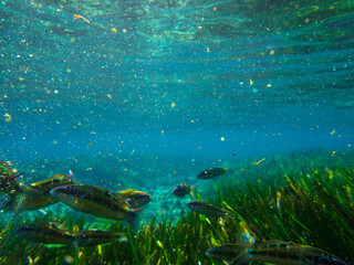 Ocean blue underwater with sunrays, Underwater Sea Deep Water Abstract Sunshine, sea wave , clean waters in summer time, Natural underwater seascape, sand on ocean floor and water surface with sunligh