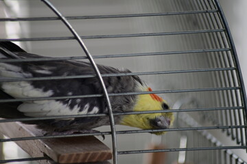 Cockatiel (Nymphicus hollandicus) inside a metal cage. A colorful pet bird with a yellow crest and...