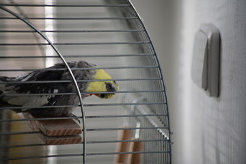 Cockatiel (Nymphicus hollandicus) inside a metal cage. A colorful pet bird with a yellow crest and...