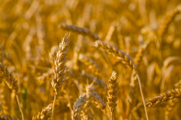 ripe ear of wheat in the golden hour close-up	