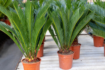 Cycas revoluta is a valuable ornamental plant species from the Cycadaceae family. This palm-shaped ornamental plant takes many years to grow.