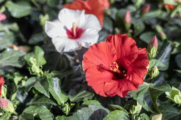 Japanese rose is from the hollyhock family. Although its Latin name means "Chinese rose", the name "Japanese rose" used in Turkish is quite common among florists and the public.