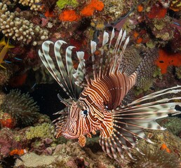 ikan singa di akuarium 