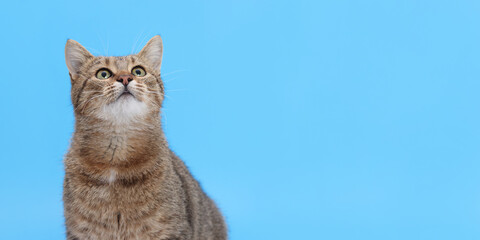 Cute striped tabby cat sitting against blue background, looking upwards with focused eyes. Ideal for advertising, pet care, social media, or minimalist content.