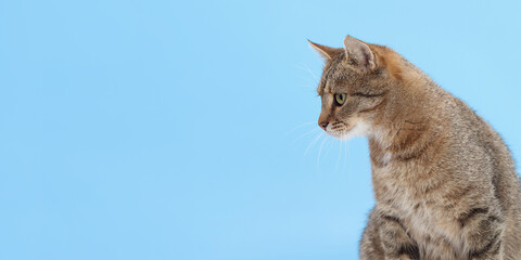 Cute tabby cat sitting sideways and looking away on light blue background. Perfect for pet care, veterinary services, and minimalist advertising banners with copy space.