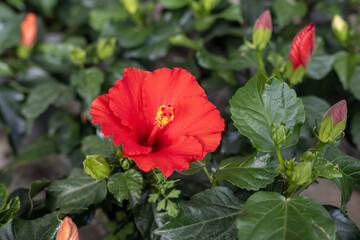 Japanese rose is from the hollyhock family. Although its Latin name means "Chinese rose", the name "Japanese rose" used in Turkish is quite common among florists and the public.