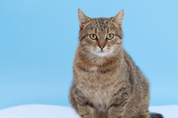 Cute tabby cat sitting against blue background and staring directly into the camera. Ideal for pet care, veterinary marketing, or modern minimalist concepts