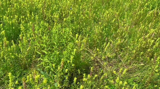 Wide expanse of bright green meadow plants under daylight provides spacious natural texture great for website hero backgrounds environmental reports packaging mockups rural tourism videos and freshnes