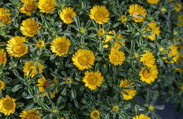 Pallenis maritima, also known as Mediterranean Beach Daisy or Golden Coin, is a perennial plant from the Asteraceae family.