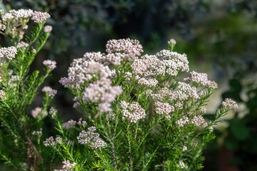 Ozothamnus diosmifolius is an upright, woody shrub in the family Asteraceae and is native to eastern Australia.