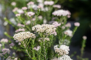 Ozothamnus diosmifolius is an upright, woody shrub in the family Asteraceae and is native to eastern Australia.