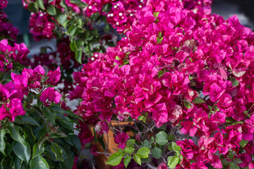 Bougainvillea glabra, the lesser bougainvillea or paper flower, is the most common type of bougainvillea used for bonsai.