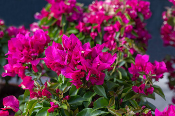 Bougainvillea glabra, the lesser bougainvillea or paper flower, is the most common type of bougainvillea used for bonsai.