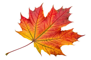 Vibrant red and yellow maple leaf autumn season isolated on transparent background