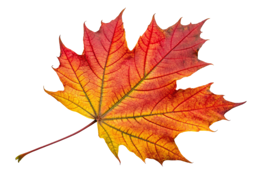 Vibrant red and yellow maple leaf autumn season isolated on transparent background