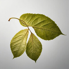 Fototapeta premium Three green leaves isolated on white background