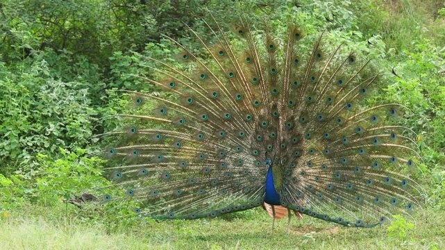 full shot of Indian peafowl or Pavo cristatus male peacock display his wings open dancing with full wingspan to attracts female partners for mating at ranthambore national park forest rajasthan india