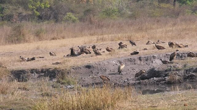 wide shot of Long billed indian Vulture Gyps indicus and White rumped vulture Gyps bengalensis flapping wings flock or family in winter season at bandhavgarh National Park forest madhya pradesh india