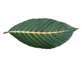 Obraz premium Green leaves isolated on white background