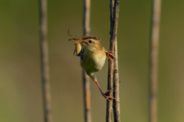 巨大な蜘蛛を食べるセッカ