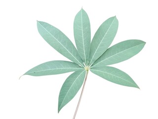 Green leaves isolated on white background