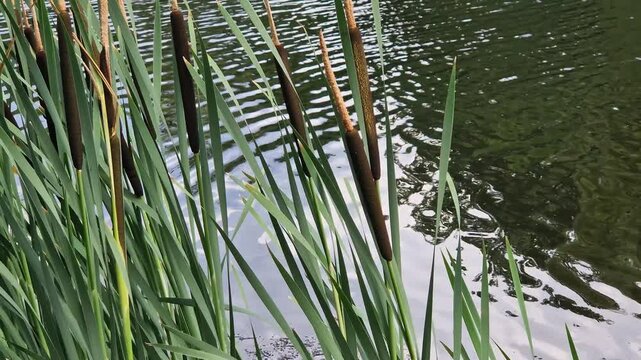 Cattail against the background of a pond, lake. Natural summer background. Plant background. Cattail close-up. The stem of the cattail ends in a spadix-shaped inflorescence, long leaves