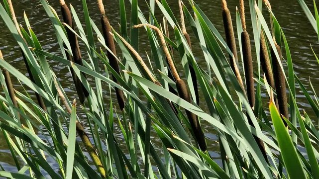 Cattail against the background of a pond, lake. Natural summer background. Plant background. Cattail close-up. The stem of the cattail ends in a spadix-shaped inflorescence, long leaves