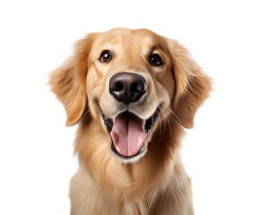 A close up shot of a golden retriever dog with its mouth open and tongue hanging out on black background on white background