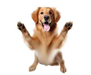 Golden retriever with paws up and tongue out on black background looking at the camera smiling happily on white background