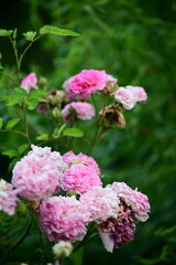 pink rose flowers: