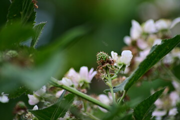 Soft natural background with blooming blackberry flowers (Rubus fruticosus). Delicate white and...