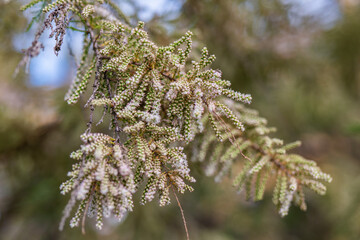 Blossoms sway gently in the spring breeze near a peaceful forest