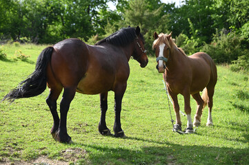 Two beautiful horses on the mountain. Domestic horses tied with a chain. Horse and mare grazing.
