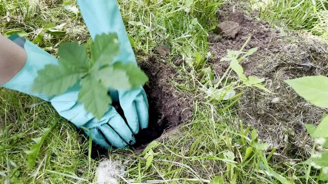 4K Motion Video of Planting Young Oak Trees &ndash; Gardening with Care for the Planet & Future Generations