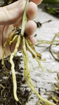4K Motion Video of Zamioculcas Roots with Rotten Tuber &ndash; Essential Guide for Home Gardening & Plant Care Training