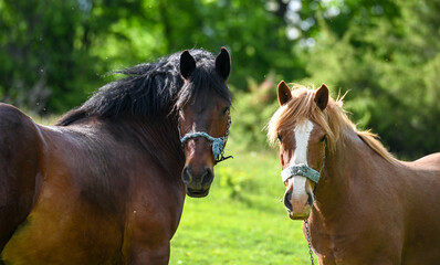 Two beautiful horses on the mountain. Domestic horses tied with a chain. Horse and mare grazing.