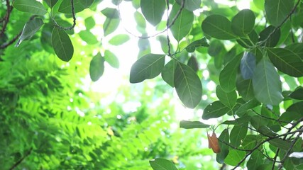 sunlight shining through green leaves in a peaceful natural setting, creating a warm and tranquil atmosphere in the early morning or late afternoon, bokeh nature tree blur with sunlight shining - Powered by Adobe