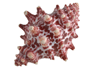 Stunning red and white murex seashell closeup isolated on black, Isolated On Transparent Background