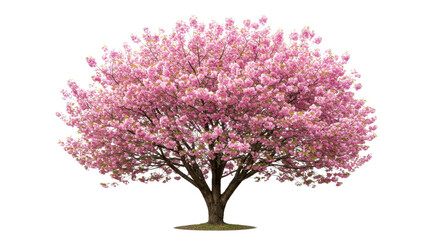 Obraz premium Lush pink cherry blossoms adorn a full tree. transparent, png